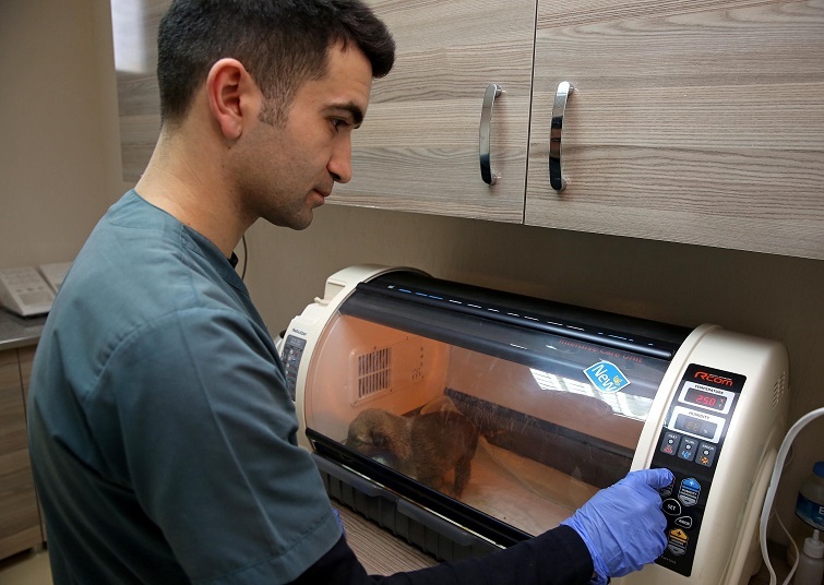 Sokak Hayvanlarına yüzde yüz destek