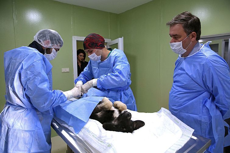 Buca’da sokak hayvanları güvenli ellerde