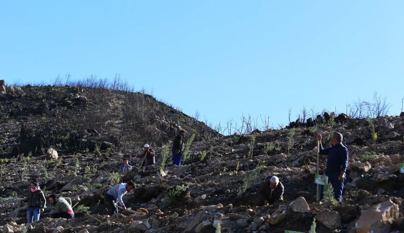 Orman yangınının izleri siliniyor