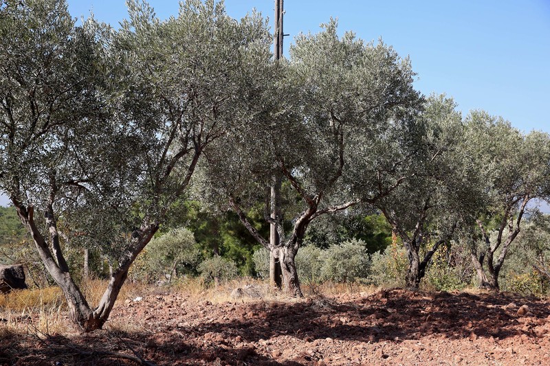 Eğitime Zeytin Dalı’nda ikinci etap başlıyor