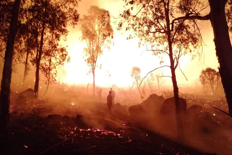 İzmir'de orman yangını
