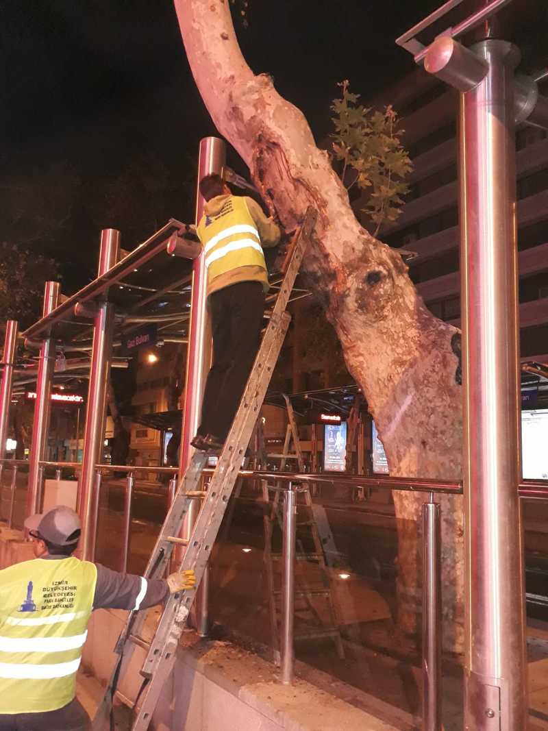 Anıt ağaçlara gençlik aşısı