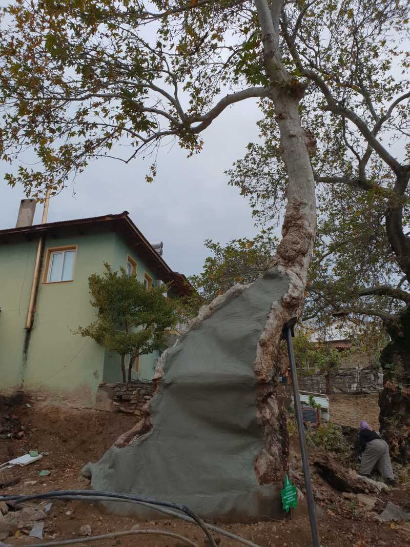 610 yıllık çınar ağacı işte böyle kurtarıldı