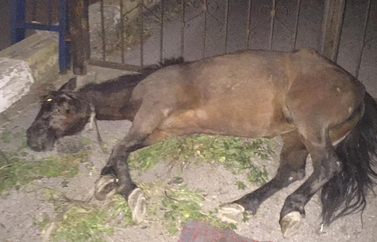 Buca zabıtasından hayati müdahale