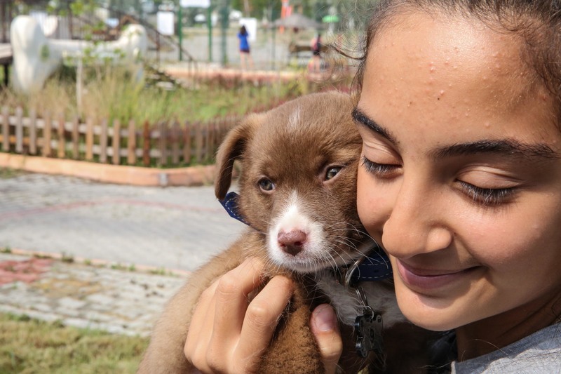 Buca'da can dostu kampanya: Satın alma sahiplen!