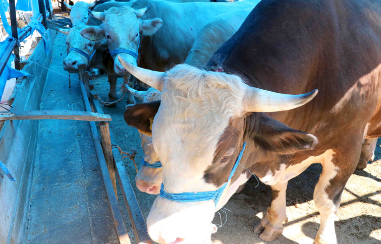 Bayraklı Belediyesi Kurban Bayramı'na hazır