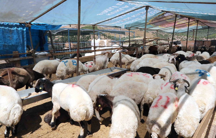 Bayraklı Belediyesi Kurban Bayramı'na hazır