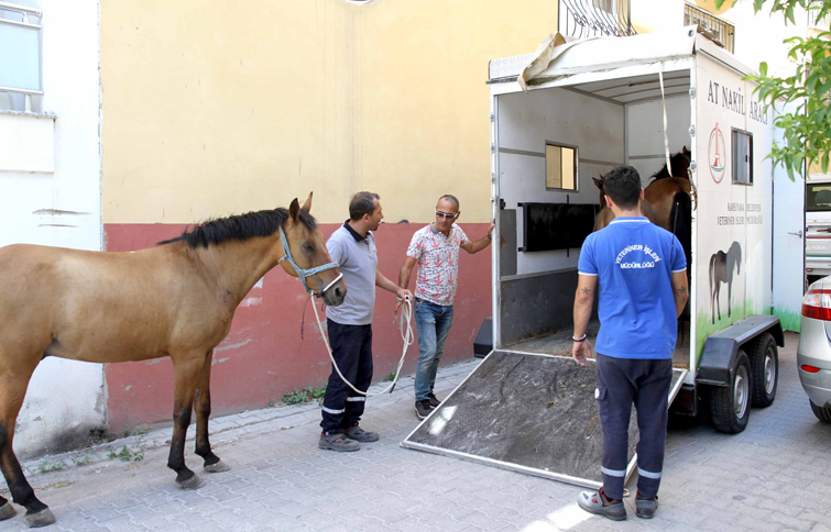 Karşıyaka’da ‘başıboş at’ operasyonu