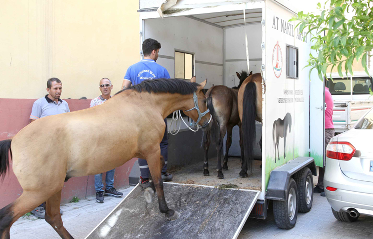 Karşıyaka’da ‘başıboş at’ operasyonu