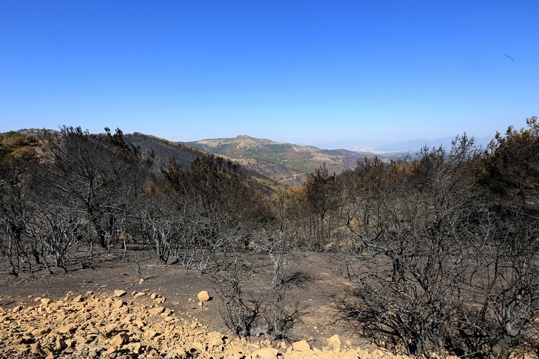 Başkan Sengel yanan ormanlar için Efemçukuru’nda