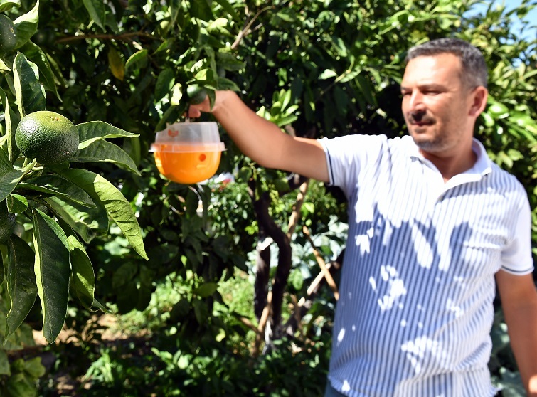 “Sığacık’ta meyve ağaçlarına tuzaklı koruma”