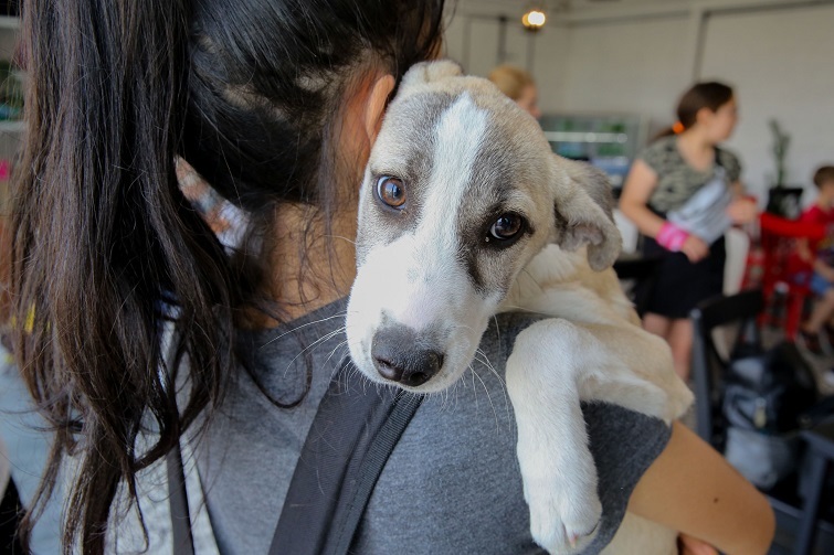 FestPati Buca ile hayvan haklarına dikkat çekilecek
