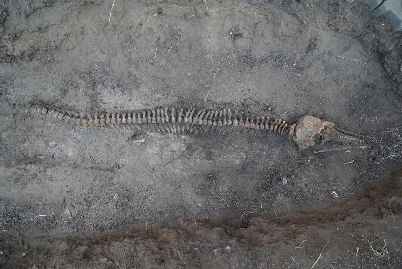 Yunus iskeleti EÜ Tabiat Tarihi Müzesi'nde