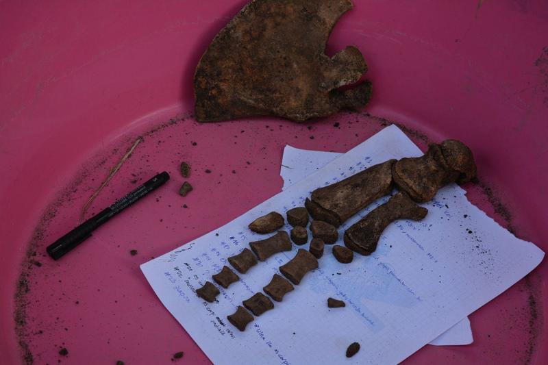 Yunus iskeleti EÜ Tabiat Tarihi Müzesi'nde