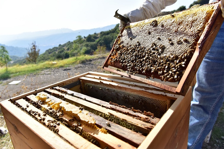 Bornova'da bal hasadı