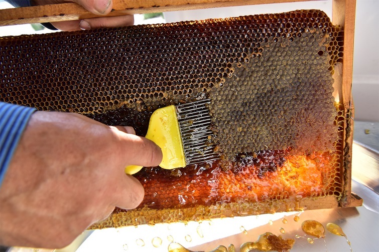 Bornova'da bal hasadı