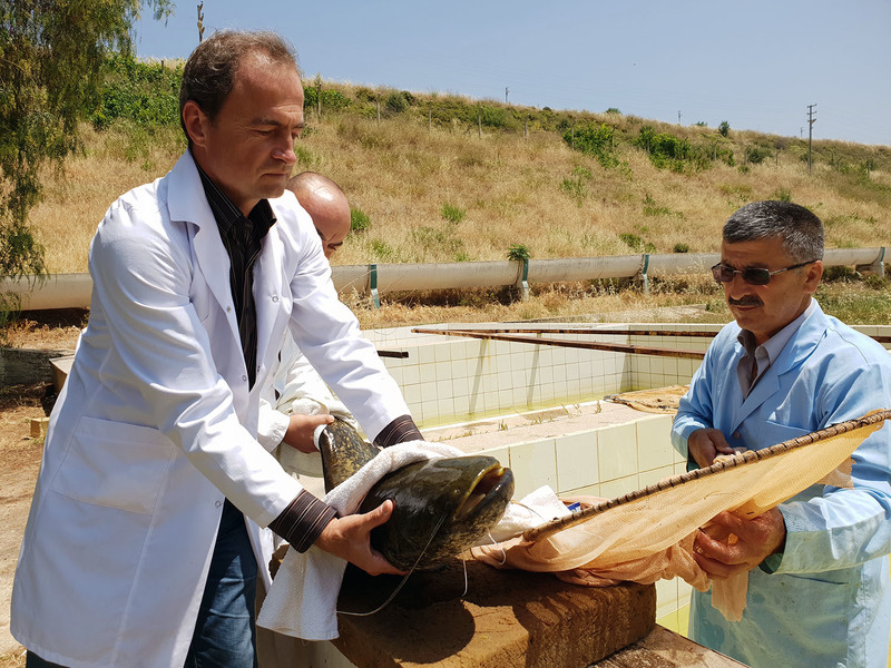 DSİ İzmir’den balık bereketi