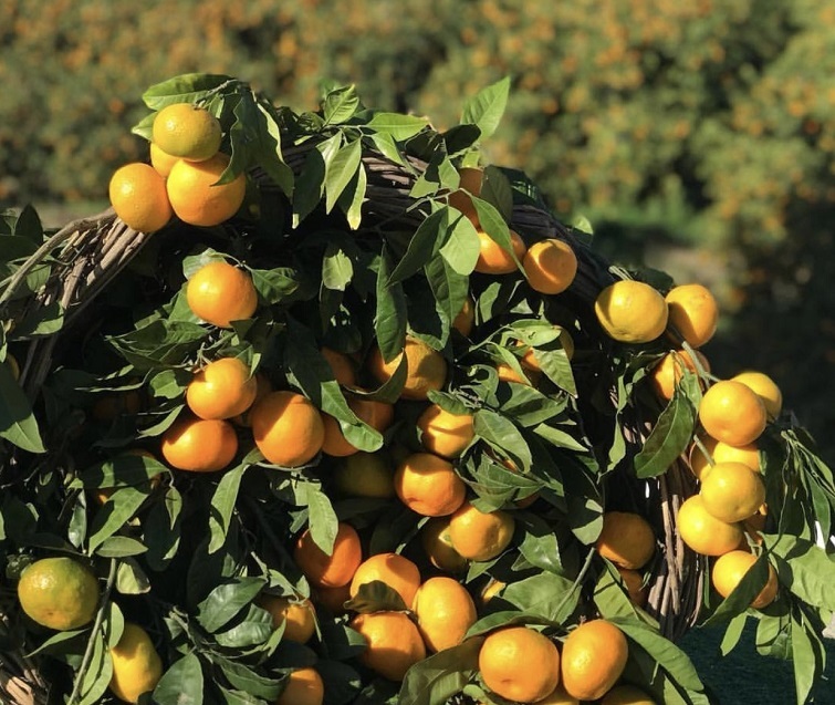 Karaburun, 12’nci Mandalina Şenliği’ne hazır