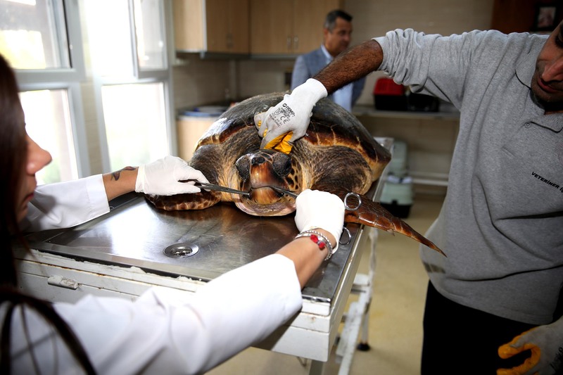 Bostanlı sahilinde caretta caretta alarmı