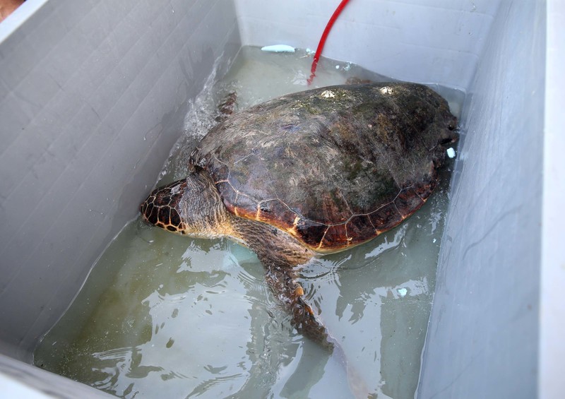Bostanlı sahilinde caretta caretta alarmı