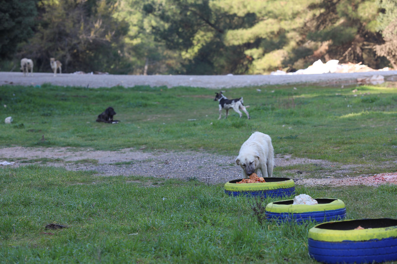 Buca Belediyesi kırsaldaki can dostlarına kucak açtı