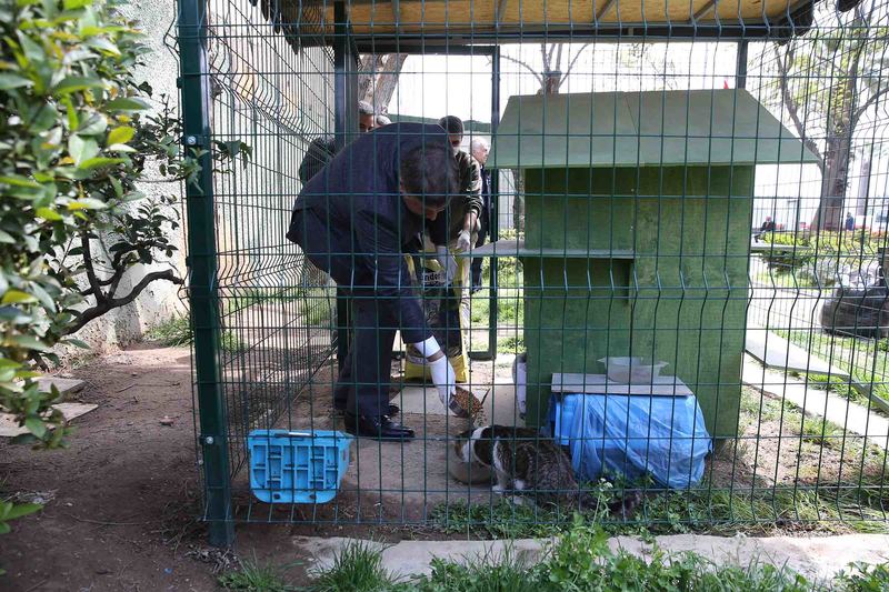 Başkan Tugay sokak hayvanlarına mama dağıttı