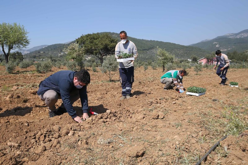 Başkan Kılıç 16 dönümlük   “destek” bostanı kurdu