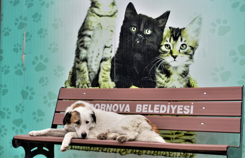 Bornova’da can dostlara daha modern yuva