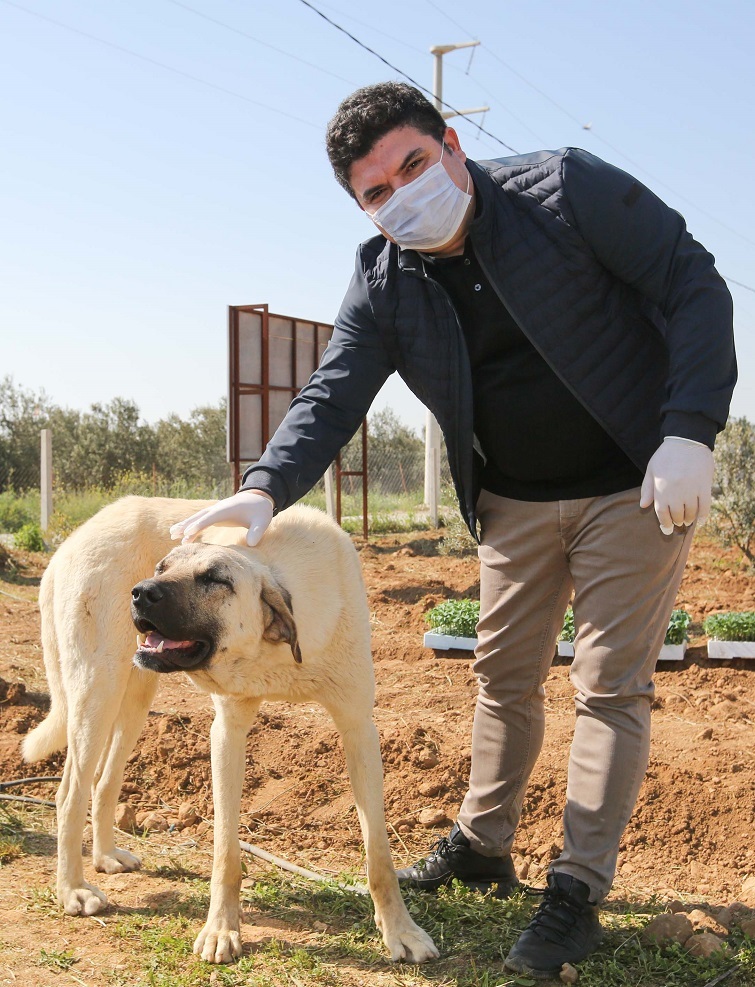 Buca’da sokak hayvanlarına özel önlem: 25 yeni beslenme odağı