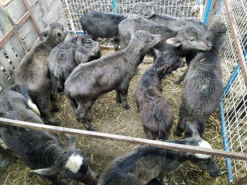 Belediyenin hibe ettiği mandalar 13 yavruyla kadınların yüzünü güldürdü