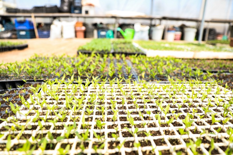 Seferihisar Belediyesi'nden 50 bin fide