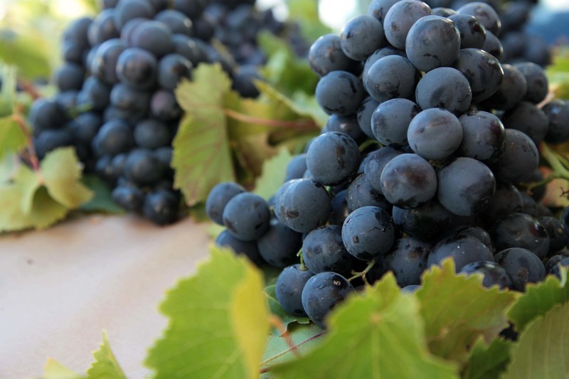 Karabağlar Belediyesi üreticinin de yanında