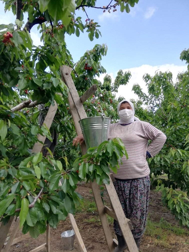 Mevsimlik işçilere Büyükşehir desteği
