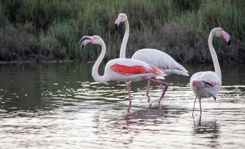 Başkan Soyer Güney Gediz Deltası projesini yerinde inceledi
