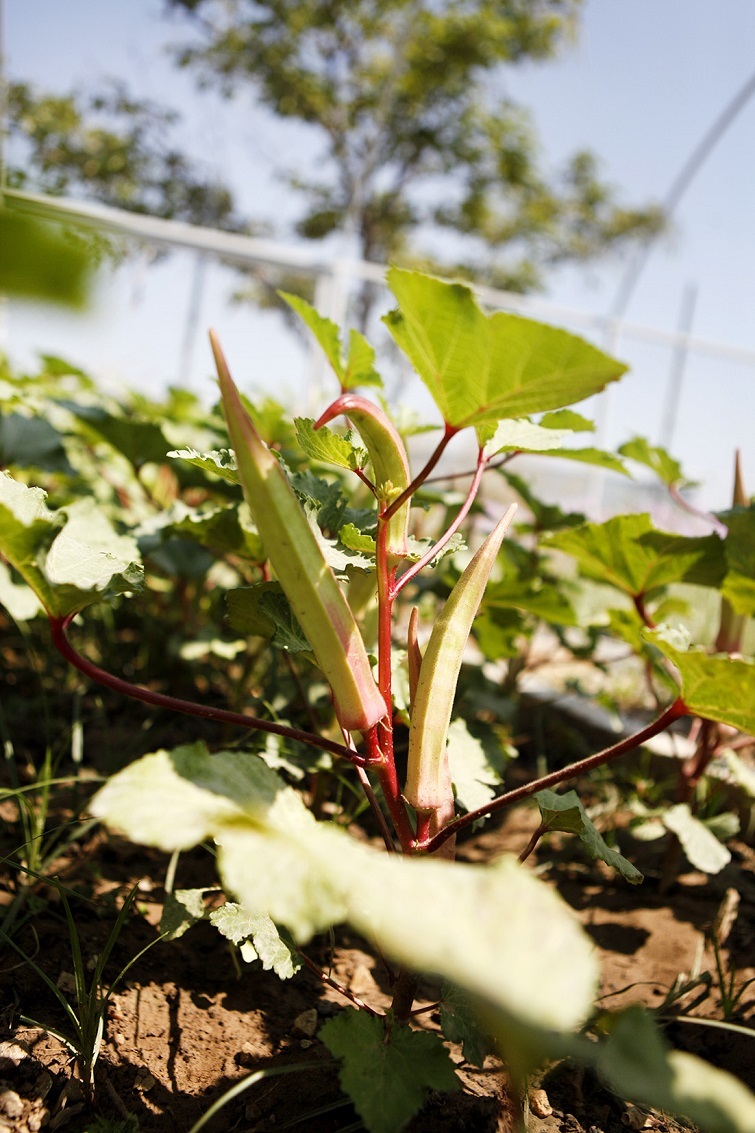 Bornova Bamyası’na coğrafi tecsil