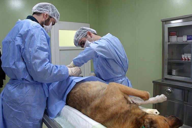 Buca Belediyesi 1 yılda 8 bin hayvana kucak açtı