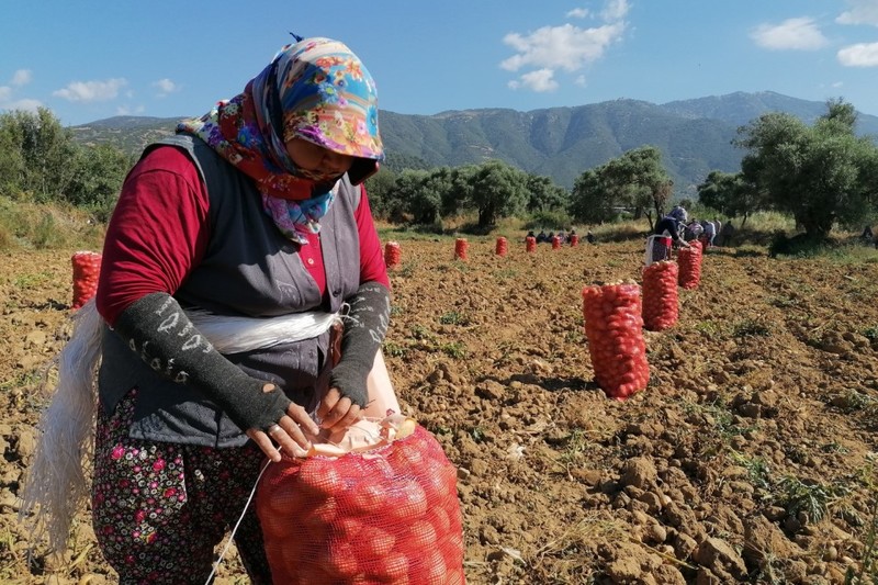 Patates üreticisine destek, belediyelere çağrı