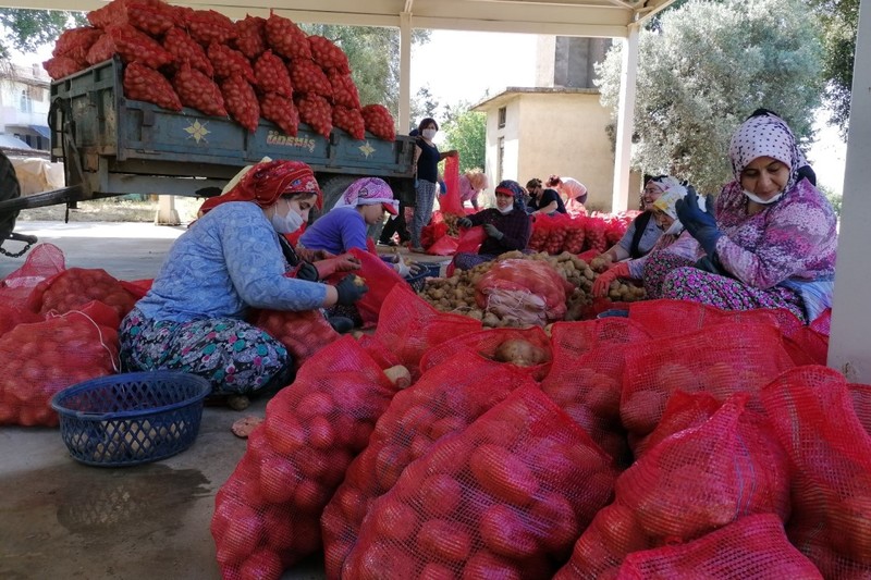 Patates üreticisine destek, belediyelere çağrı