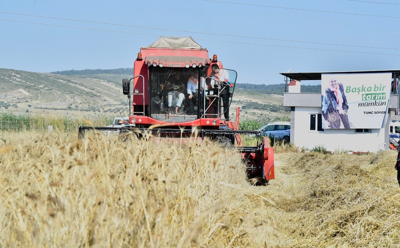 Başkan Soyer elleriyle serptiği karakılçık buğdayının hasadını yaptı