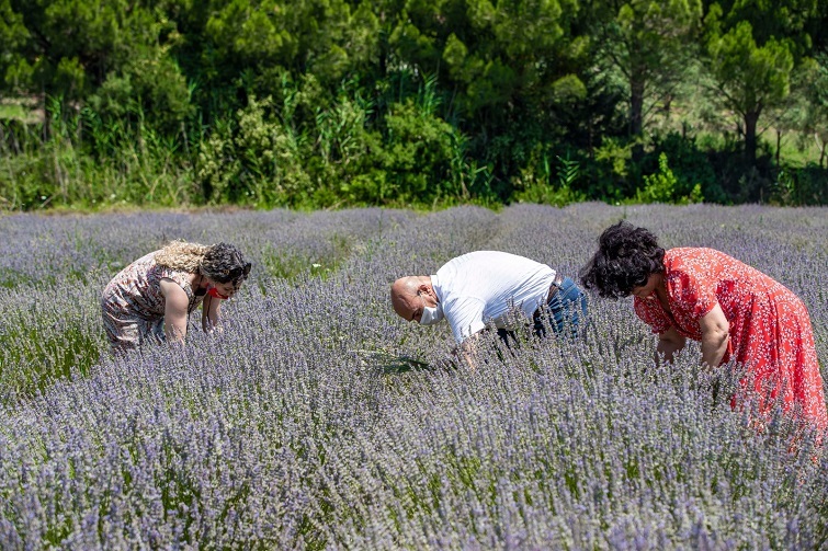 Başkan Tunç Soyer Seferihisar’daki ilk lavanta hasadına katıldı