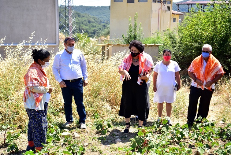 Bornova’da bamya hasadı başladı