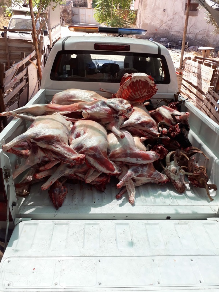 Buca’da kaçak et operasyonu: 20 küçükbaşa el kondu