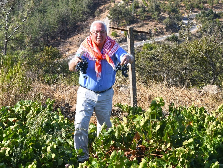 Kavacık Üzüm Festivali bağbozumuyla yaşatıldı
