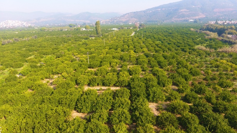 Mandalinanın Kalbi Tescillendi