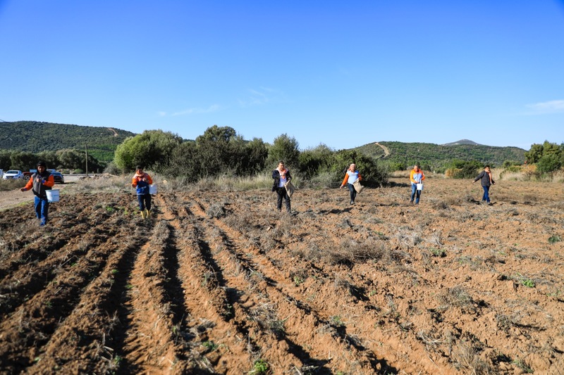 Atalık Karakılçık Buğday ekimi başladı