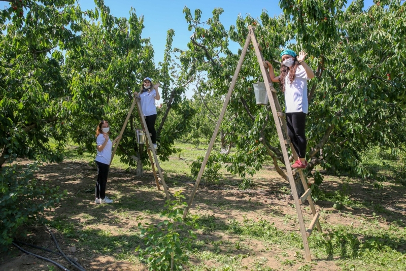 İzmir’de kiraz hasadı için Biz Varız dayanışması başladı