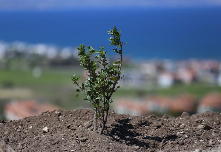 Çeşme'nin dağlarından ve ovalarından sakız damlayacak