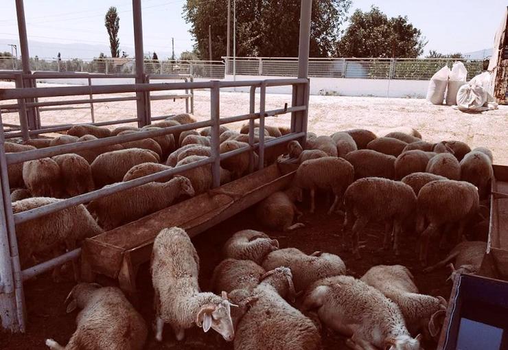 Ödemiş’te kurban satış ve kurban kesim yerleri belli oldu