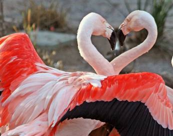Flamingolara dünyanın üçüncü büyük aşk adası Flamingolara dünyanın üçüncü büyük aşk adası